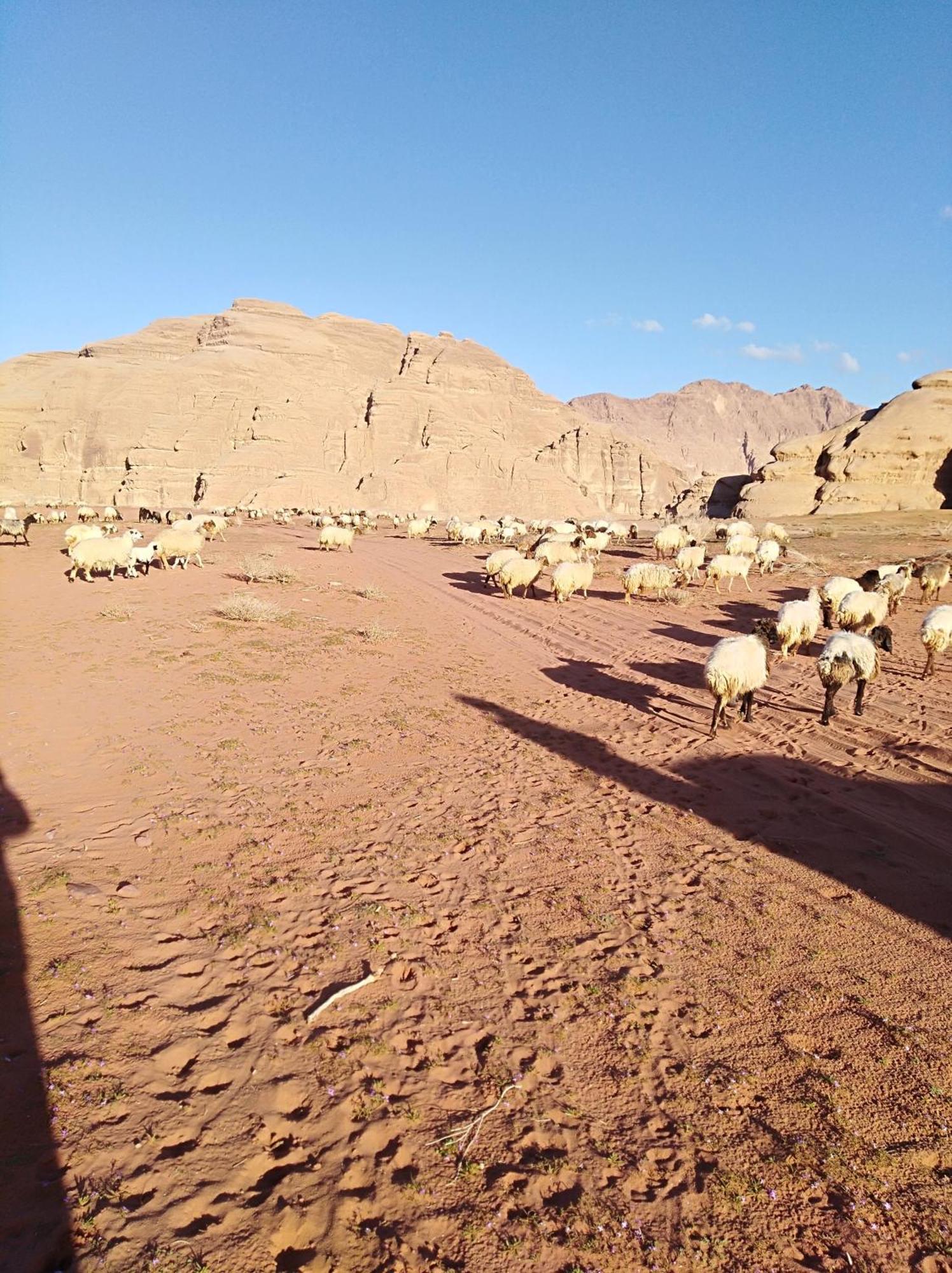 Wild Oryx Camp Bubbles Tente de luxe Wadi Rum